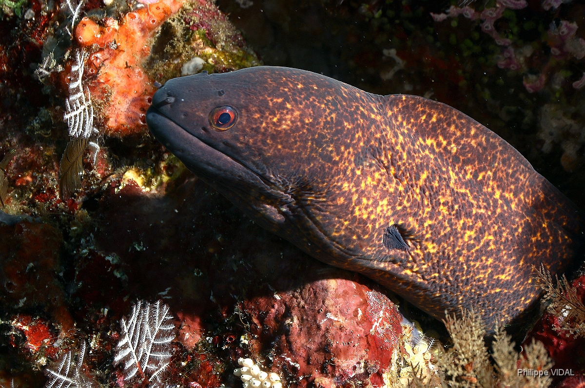 Bali 2016 - Yellowmarging moray - Murene a taches jaunes - Gymnothorax flavimarginatus - IMG_6005_rc.jpg